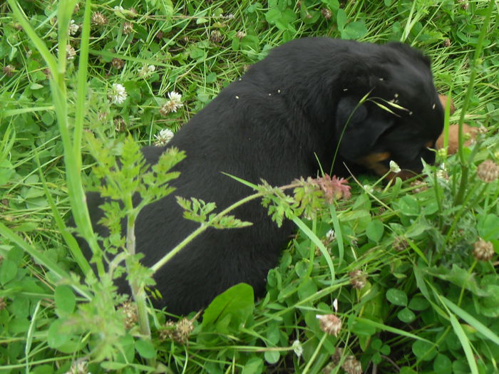 SDC19098 - CATEI ROTTWEILER DE VANZARE 2014 LUNA NOEMBRIE