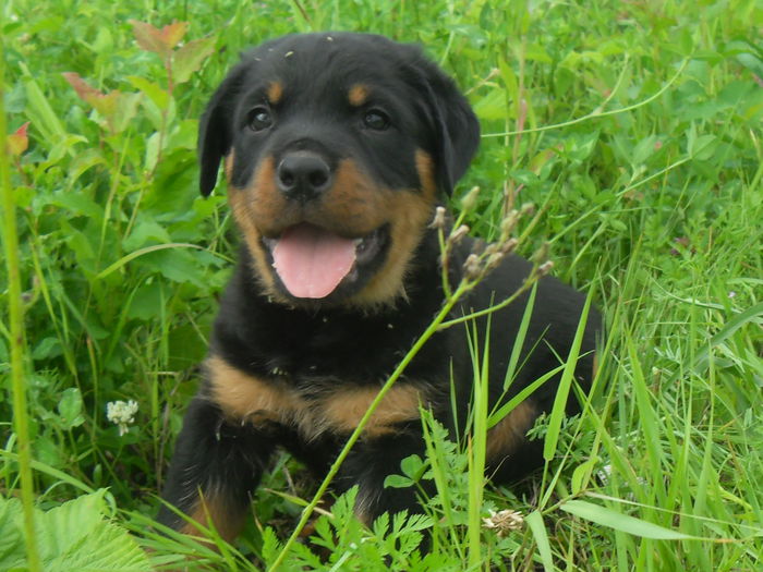 SDC19093 - CATEI ROTTWEILER DE VANZARE 2014 LUNA NOEMBRIE