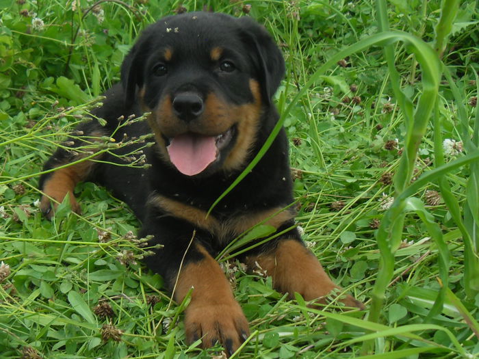 SDC19094 - CATEI ROTTWEILER DE VANZARE 2014 LUNA NOEMBRIE