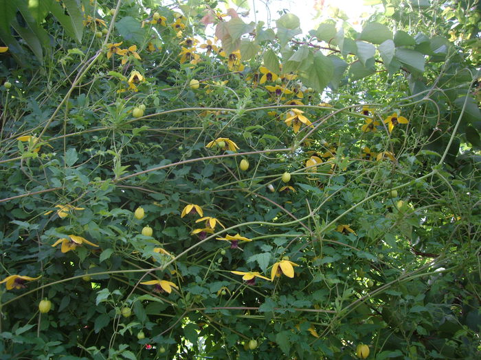 IMGP6939