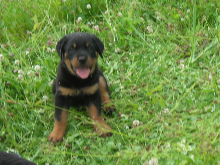 SDC19097 - CATEI ROTTWEILER DE VANZARE 2014 LUNA NOEMBRIE