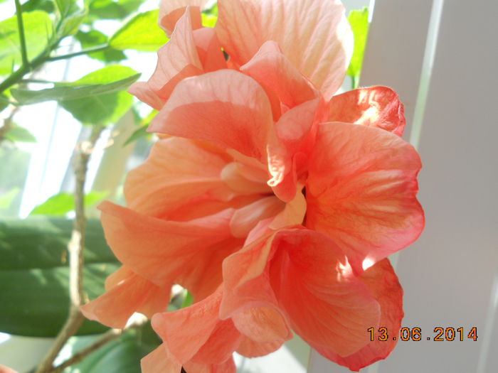 DSCN5434 - Hibi 2012-2013-2014