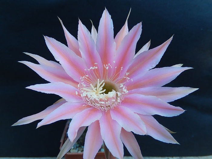 antenor - Echinopsis