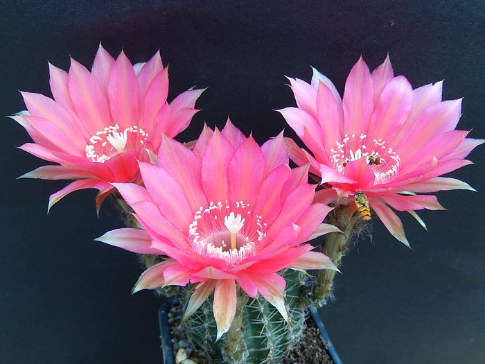 ayacucho - Echinopsis