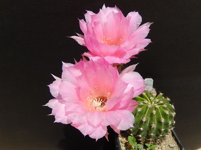 palpa - Echinopsis