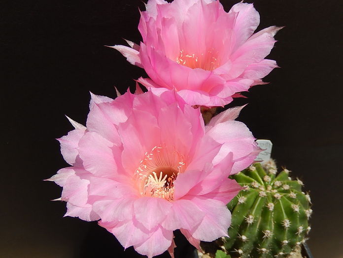 palpa - Echinopsis