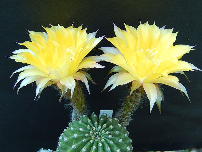 forty niner - Echinopsis