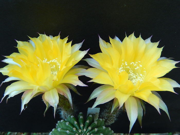 forty niner - Echinopsis