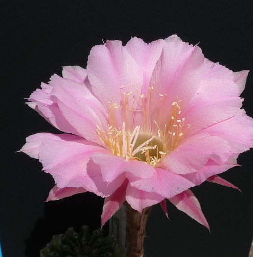 gut - Echinopsis