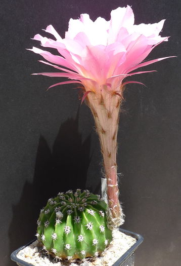 gut - Echinopsis