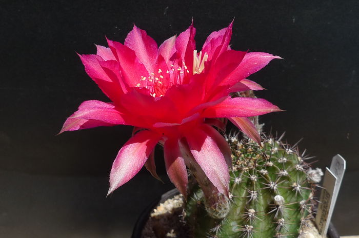 kardinal - Echinopsis