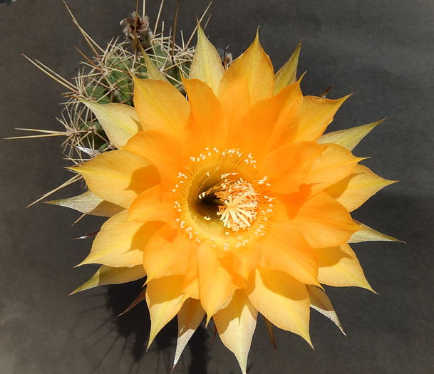 marathon x sterntaler - Echinopsis