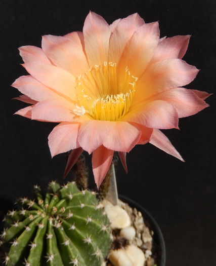 salmon flowers - Echinopsis