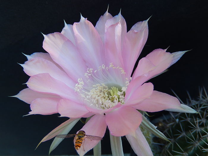 serenade - Echinopsis