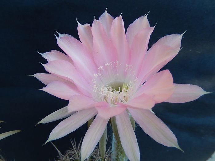 serenade - Echinopsis