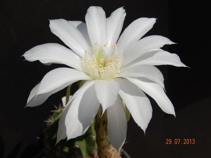 silvestri alemania salta - Echinopsis