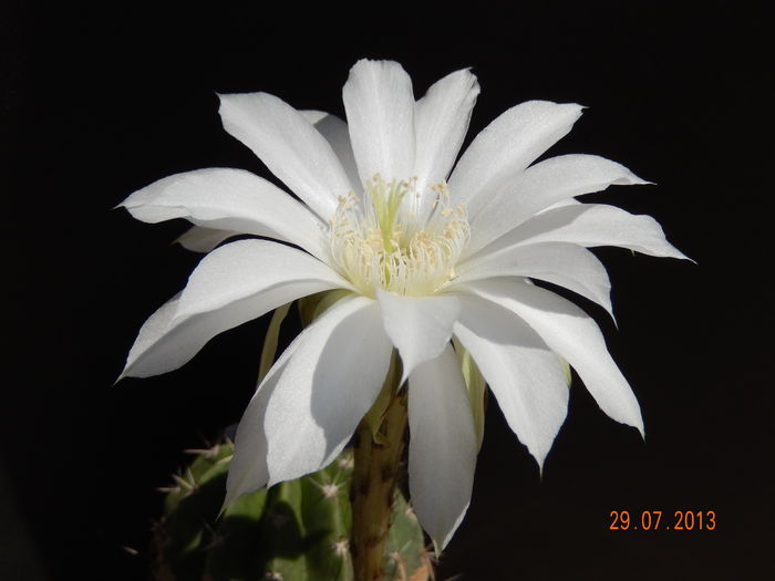 silvestri alemania salta - Echinopsis