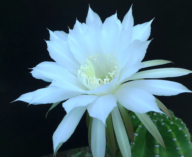 subdenudata - Echinopsis