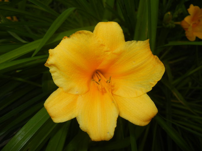 Hemerocallis Stella de Oro (2014, Jun.09)