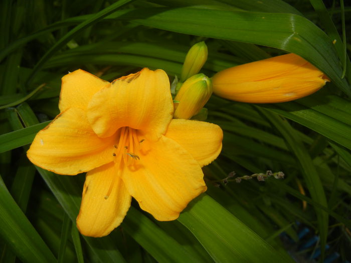 Hemerocallis Stella de Oro (2014, Jun.09)