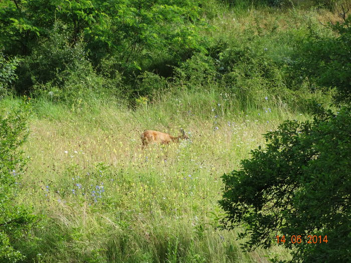 DSC04852 - Diverse vietati 2014