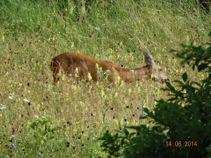 DSC04844 - Diverse vietati 2014