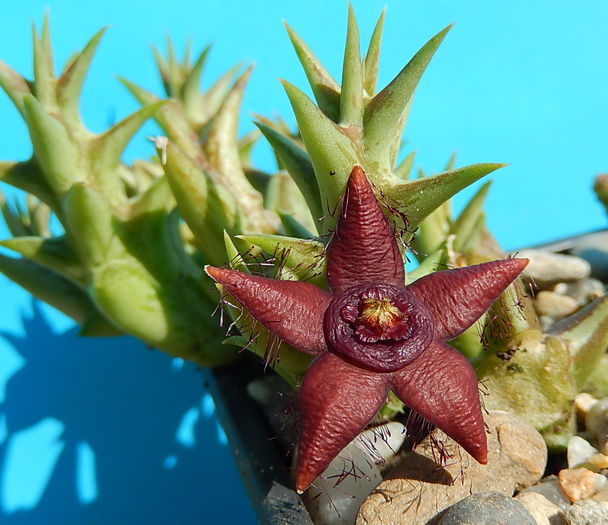 Orbea semota v. orientalis - Orbea