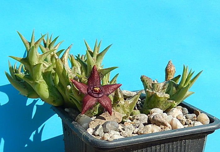 Orbea semota v. orientalis