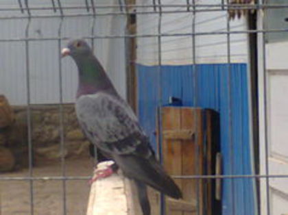 F 2013 RO - PORUMBEI CARE IAM VANDUT