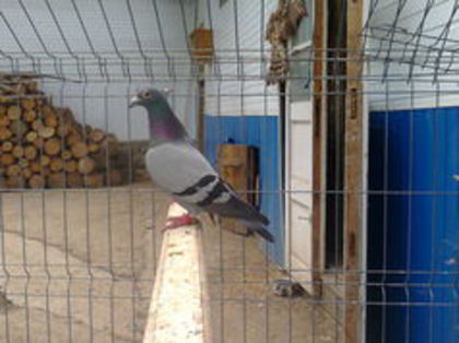 M 2010 RO - PORUMBEI CARE IAM VANDUT