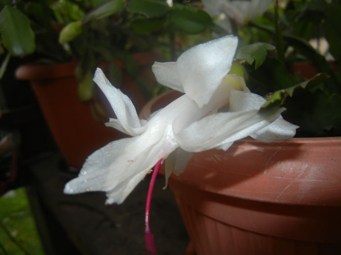 White Schlumbergera (2014, June 14)