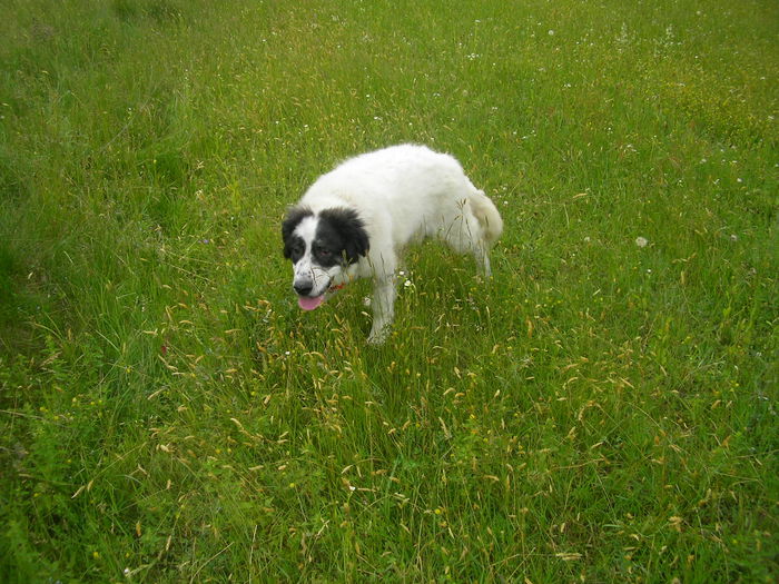 SANY0043 - ARINA NEPOATA LUI NUC DE HUMOR