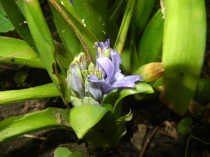 Blue Hyacinth (2014, June 11) - HYACINTHUS Orientalis Simple