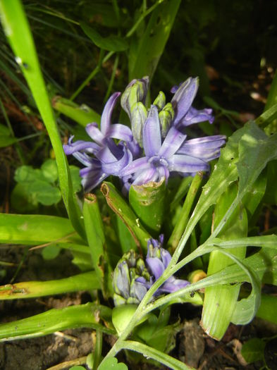 Blue Hyacinth (2014, June 11) - HYACINTHUS Orientalis Simple