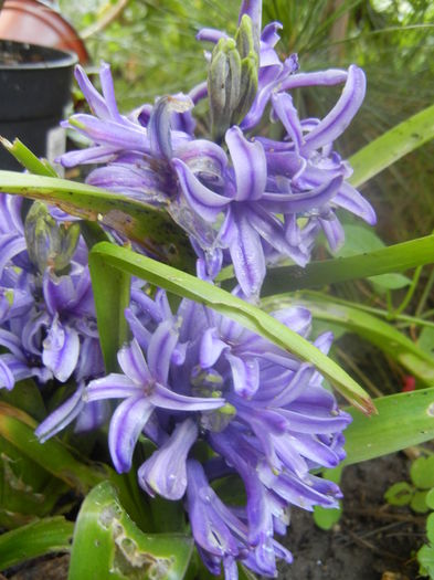 Blue Hyacinth (2014, June 14) - HYACINTHUS Orientalis Simple