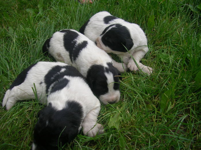 SANY0007 - CUIB 3  DIN MOLDA SI REMUS