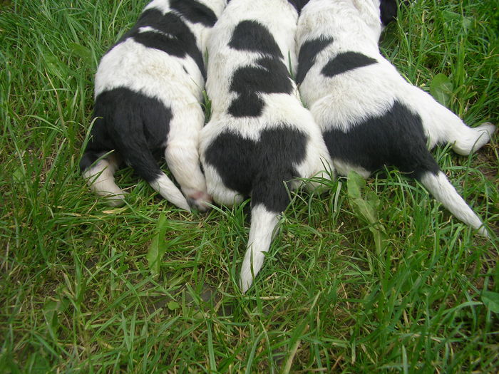 SANY0008 - CUIB 3  DIN MOLDA SI REMUS