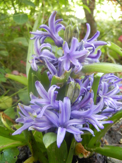 Blue Hyacinth (2014, June 14) - HYACINTHUS Orientalis Simple
