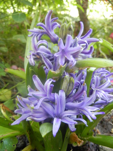 Blue Hyacinth (2014, June 14)