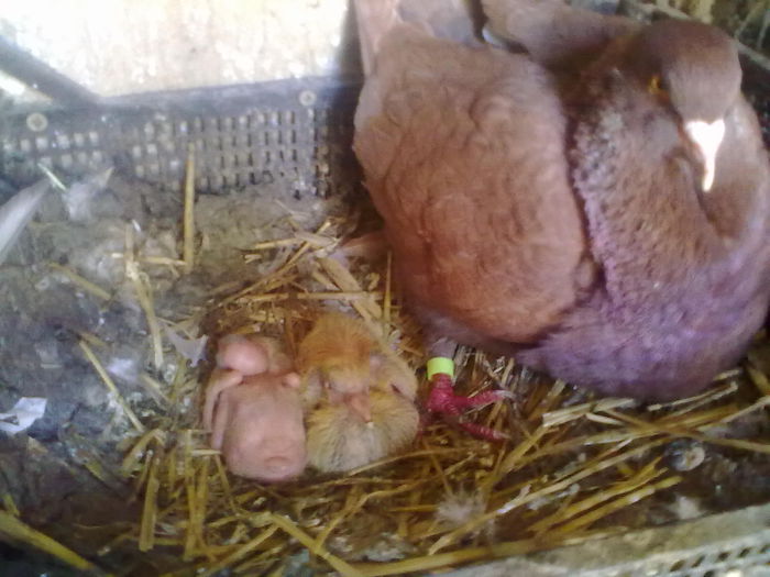 08062014454[1] - kingi SI TEXANI