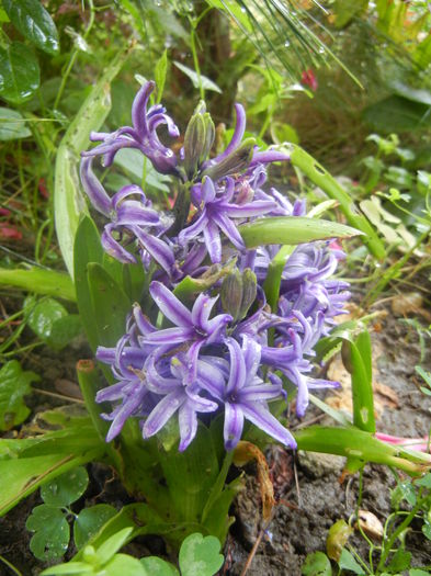 Blue Hyacinth (2014, June 15) - HYACINTHUS Orientalis Simple