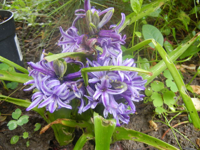 Blue Hyacinth (2014, June 15) - HYACINTHUS Orientalis Simple