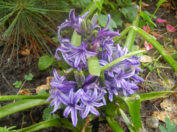 Blue Hyacinth (2014, June 15) - HYACINTHUS Orientalis Simple