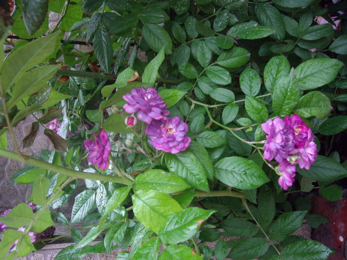 IMGP6914