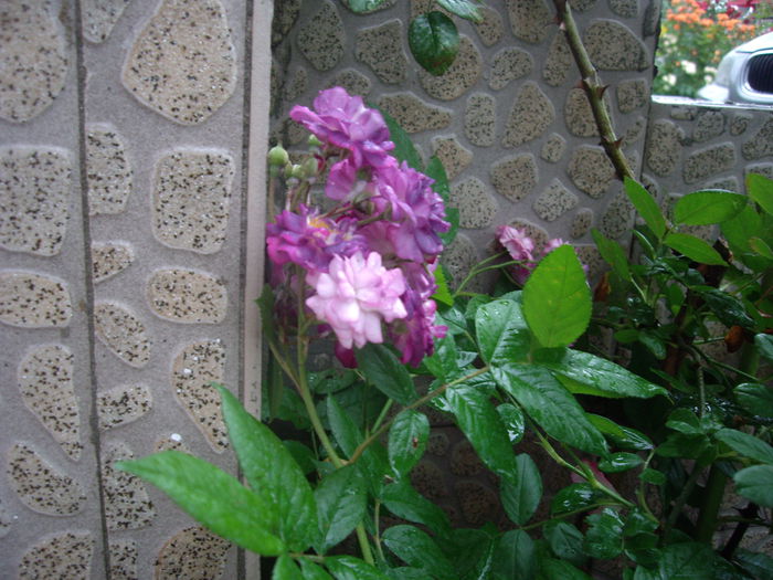 IMGP6915