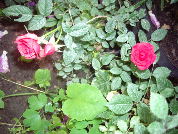IMGP6929