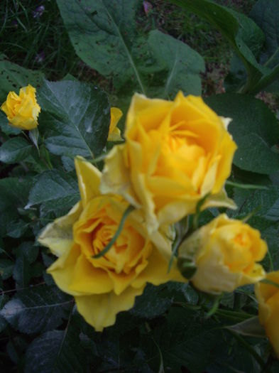 IMGP6931