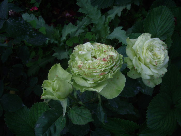IMGP6961