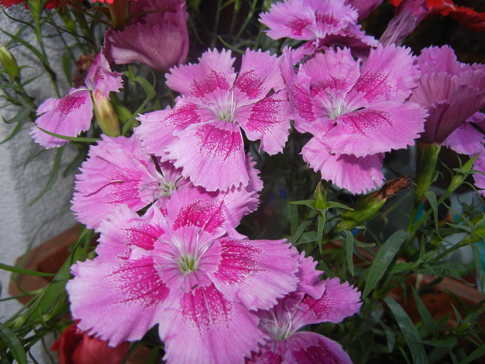 Pink Dianthus (2014, June 11)