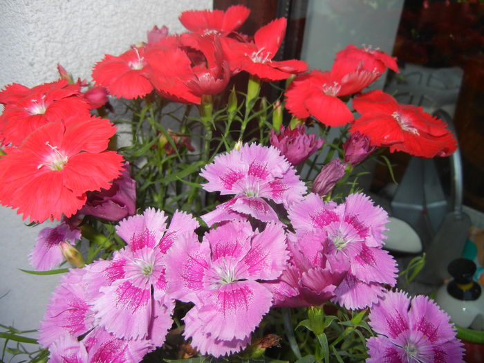 Red & Pink Dianthus (2014, June 11)